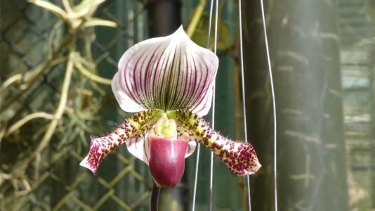 Cairns Botanic Gardens - orchid