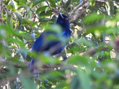 Satin Bowerbird