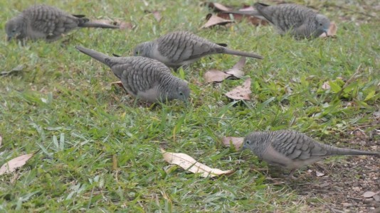 Peaceful Doves