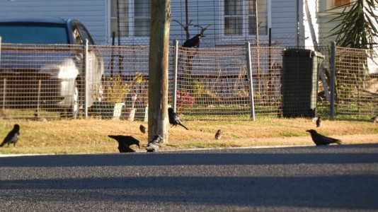 Corvids being fed