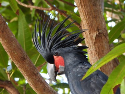 Palm Cockatoo