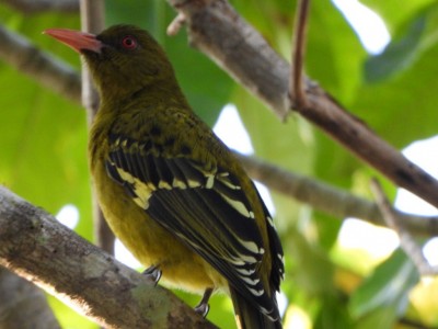 Yellow Oriole