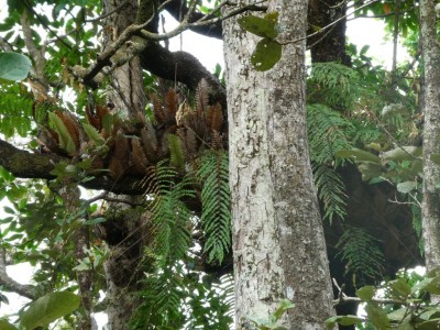 Epiphytes