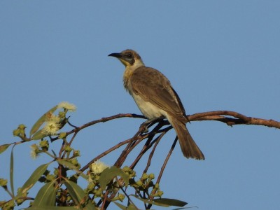 Little Friarbird