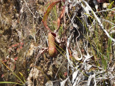 Pitcher Plant