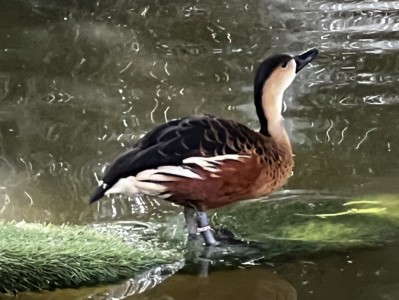 Bird House Kuranda Wandering Whistling-duck