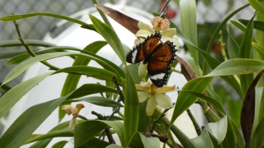 Cairns Botanic Gardens - orchid and butterfly