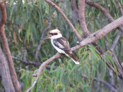 Laughing Kookaburra