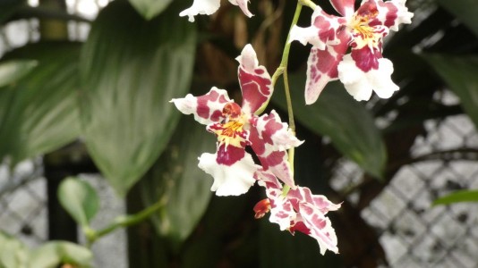 Cairns Botanic Gardens - orchid