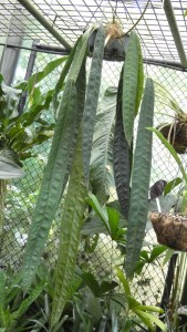 Cairns Botanic Gardens - tassel fern