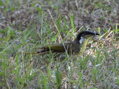 Varied Honeyeater