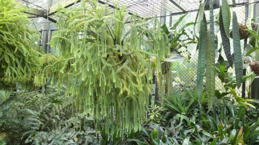 Cairns Botanic Gardens - tassel fern