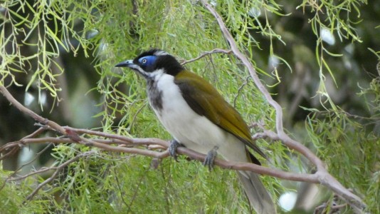 Blue-faced Honeyeater