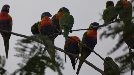 Rainbow Lorikeets