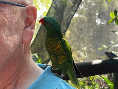 Bird House Kuranda