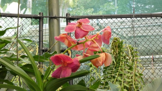 Cairns Botanic Gardens - orchid