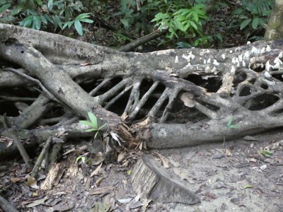 Strangler Fig (fallen)