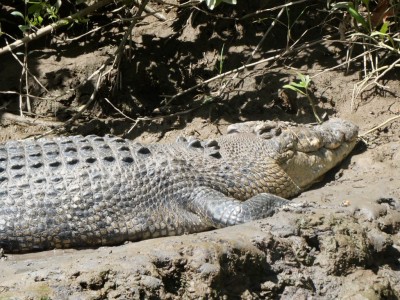 Very Old Saltwater Crocodile