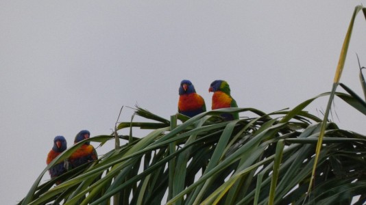 Rainbow Lorikeets