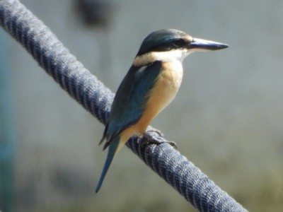 Sacred Kingfisher