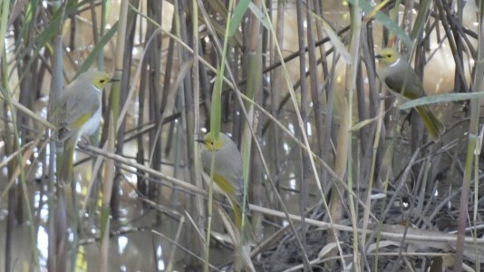 White-plumed Honeyeater