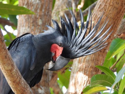 Palm Cockatoo