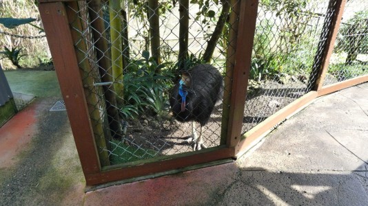 Bird House Kuranda Cassowary