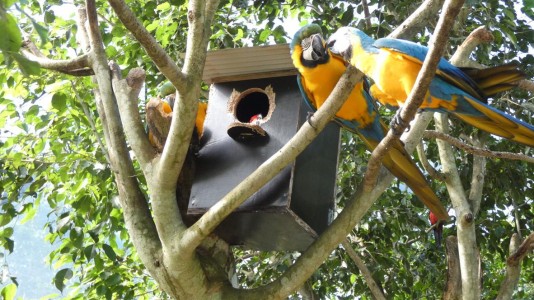 Bird House Kuranda fight for possession