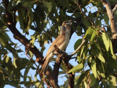 Little Friarbird