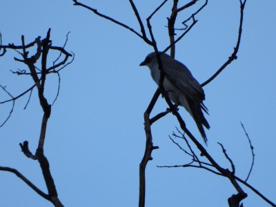 White-bellied Cuckoo-shrike