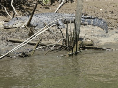 Saltwater Crocodile