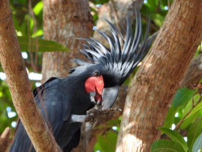 Palm Cockatoo