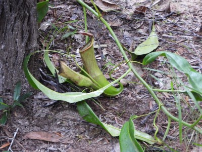 Pitcher Plant