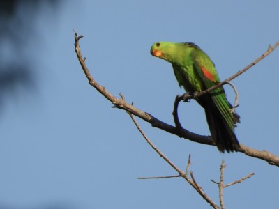 Red-winged Parrot