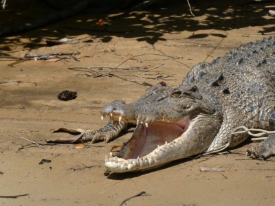 Saltwater Crocodile gape