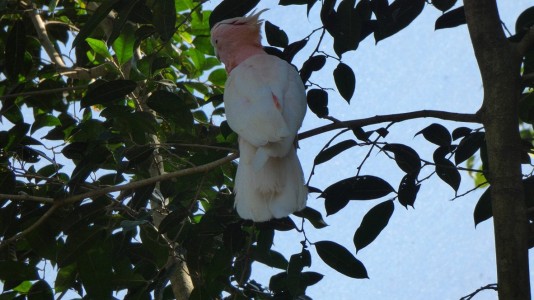 Bird House Kuranda