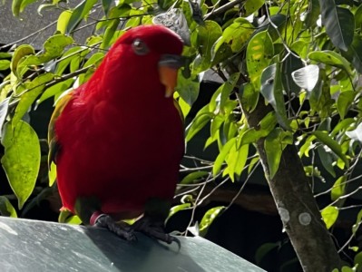 Bird House Kuranda