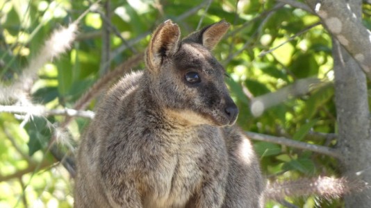 Rock Wallaby