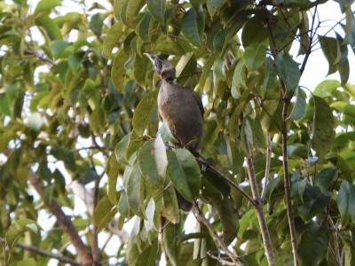 Helmeted Friarbird