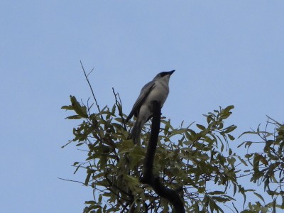 White-bellied Cuckoo-shrike