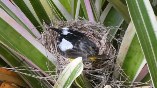 White-cheeked Honeyeater