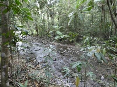 Rainforest stream