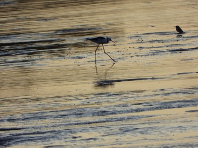 Weipa - Black-winged Stilt