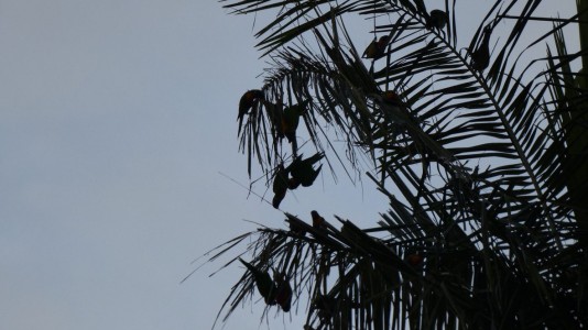 Rainbow Lorikeets