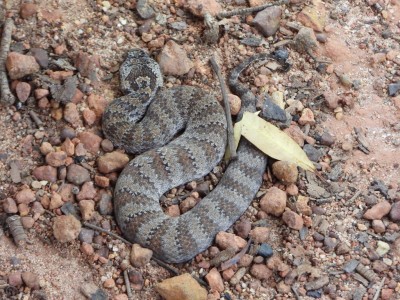 Death Adder