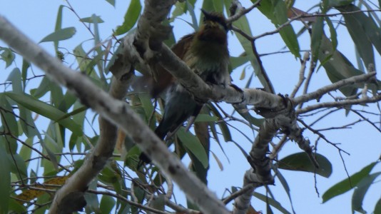 Cairns Botanic Gardens - Bridled Honeyeater?