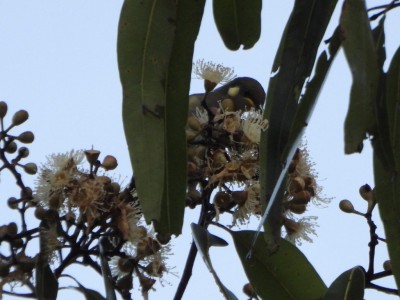 Yellow-spotted Honeyeater