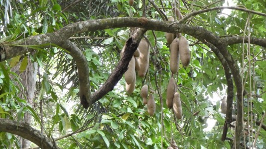 Cairns Botanic Gardens - Sausage tree