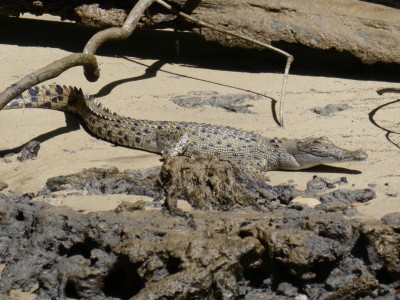 Saltwater Crocodile 16 months old