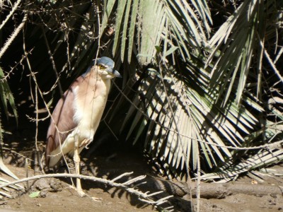 Nankeen Night Heron